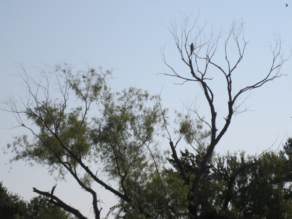Hawk in Willow Tree